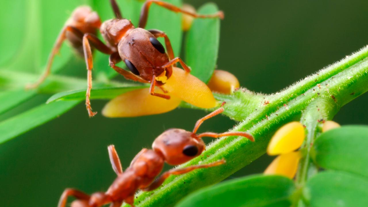 Муравьев (Pseudomyrmex ferruginea)